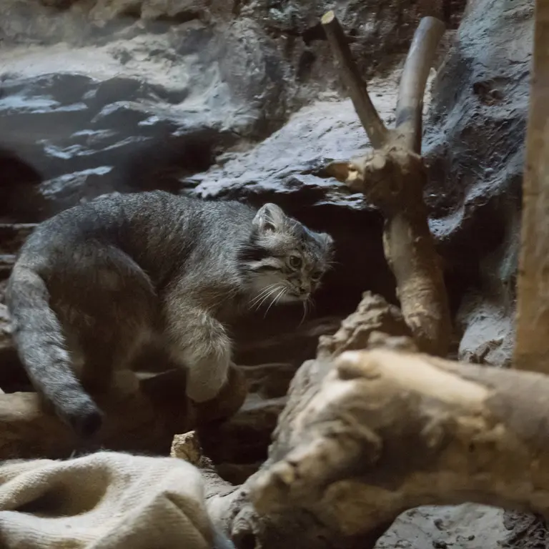 恩賜上野動物園のクリョンの写真