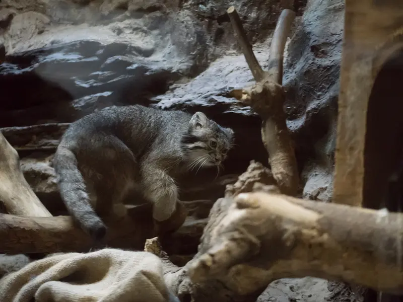 恩賜上野動物園のクリョンの写真
