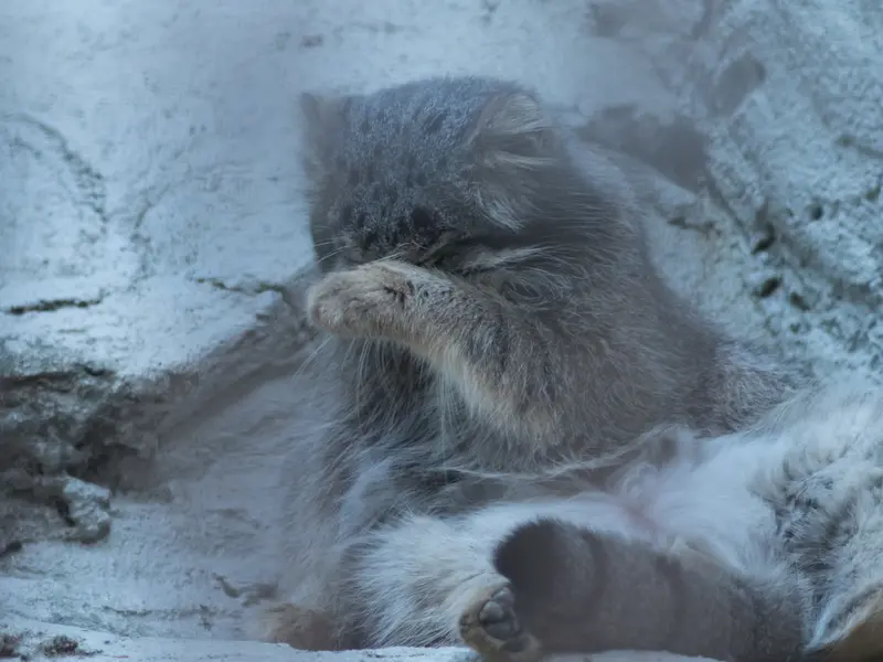 野毛山動物園のフィーガの写真