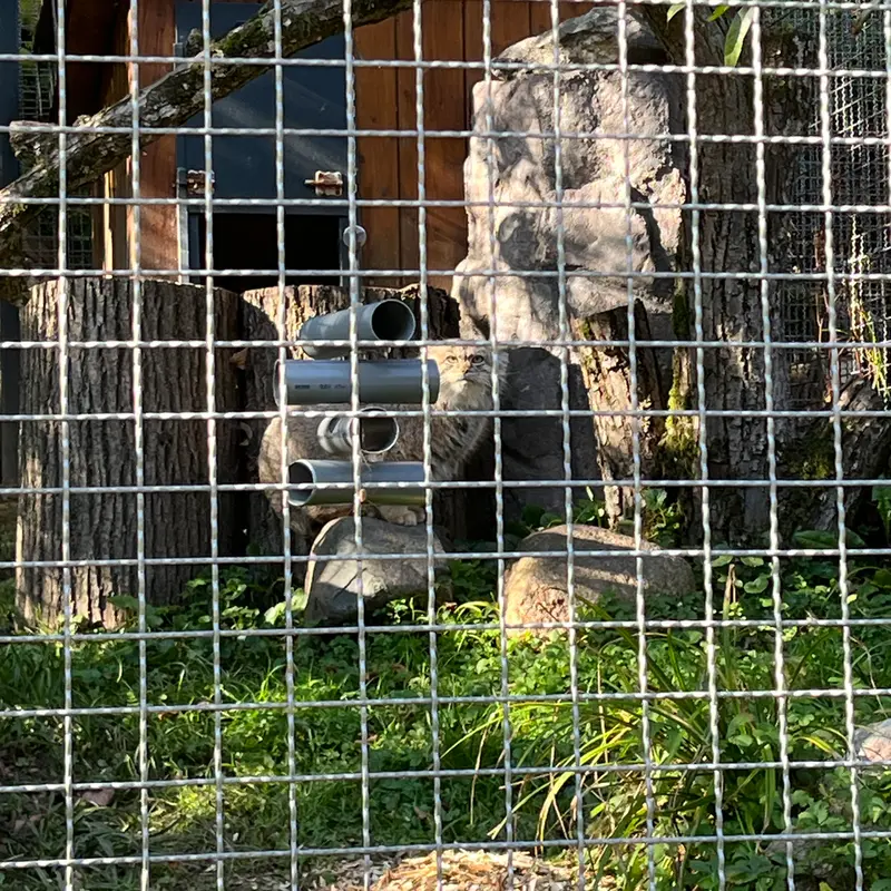 リトアニア動物園のメリッサの写真