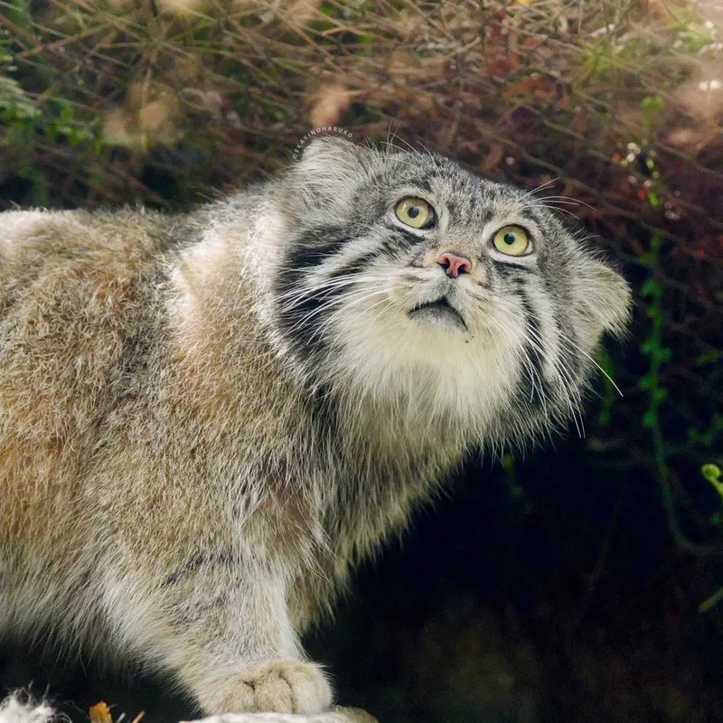 神戸どうぶつ王国のナルの写真