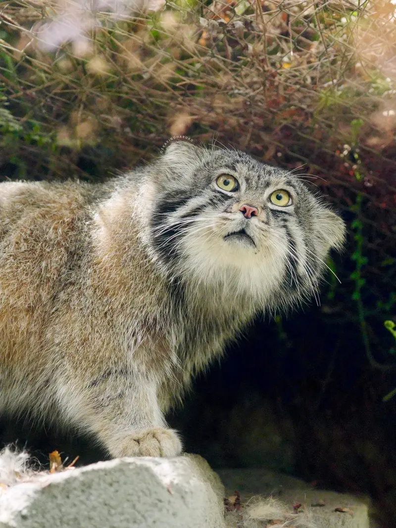 神戸どうぶつ王国のナルの写真