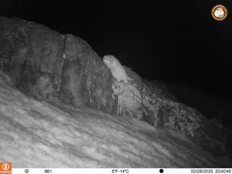 アクタス＝クンコラ［新］カメラトラップで撮影したOtocolobus manul manulの写真