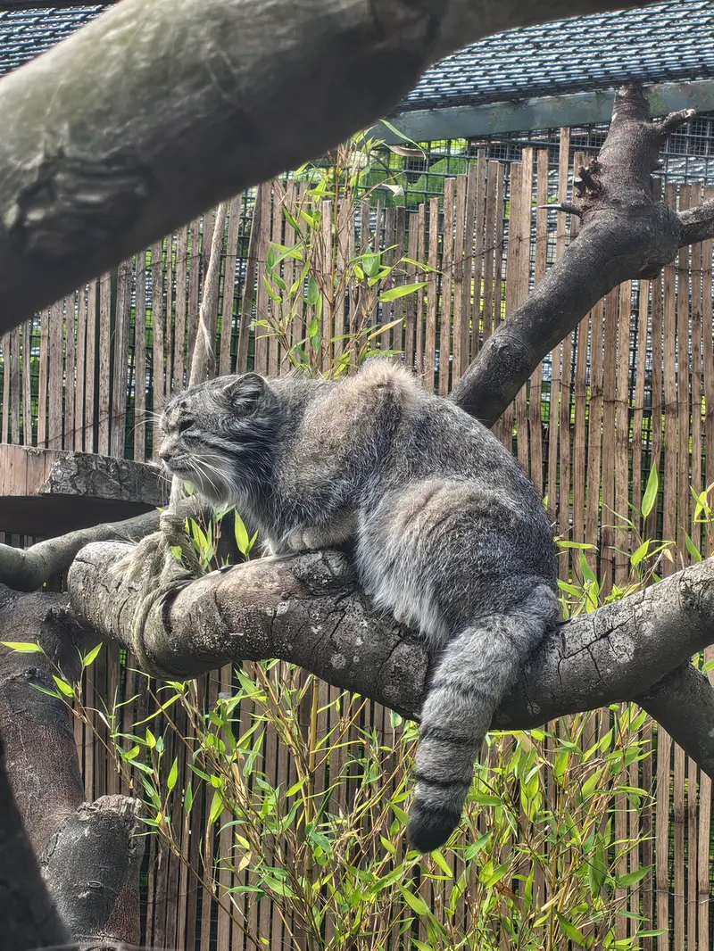 エディンバラ動物園のアキコの写真