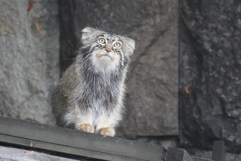 モスクワ動物園のティモフェイの写真