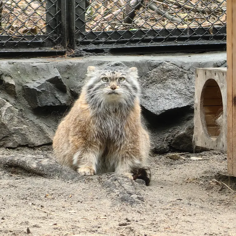 ノヴォシビルスク動物園のラストチカの写真