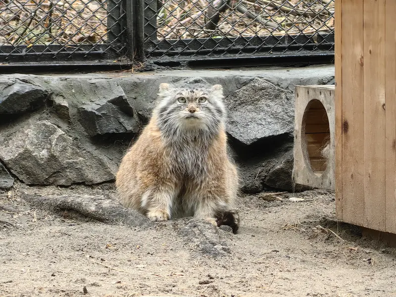 ノヴォシビルスク動物園のラストチカの写真