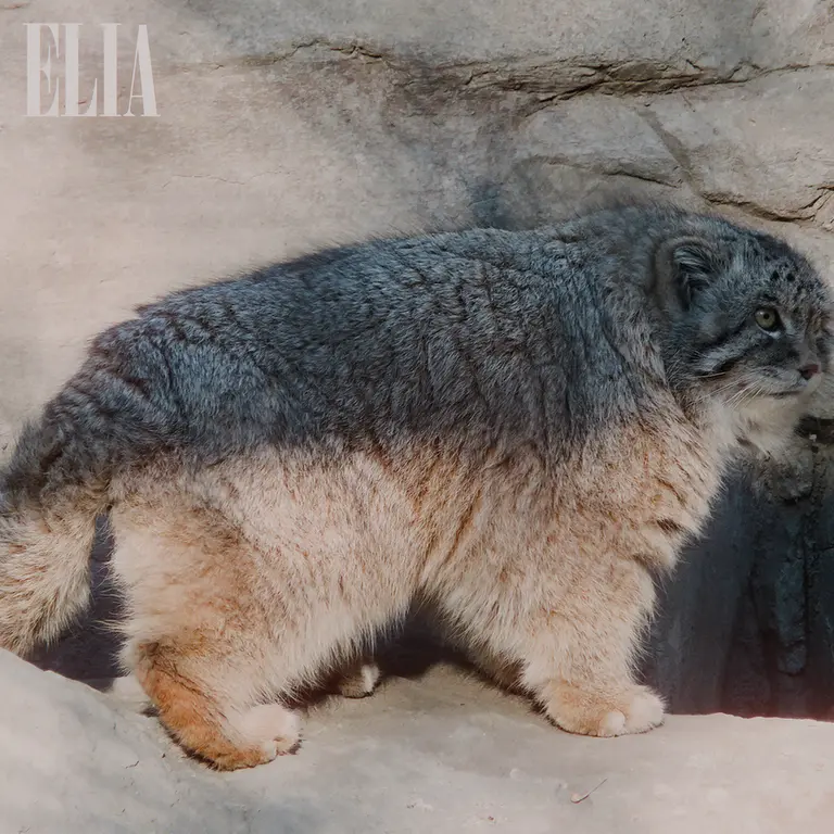 カルガリー動物園 / ワイルダー研究所のオラフの写真