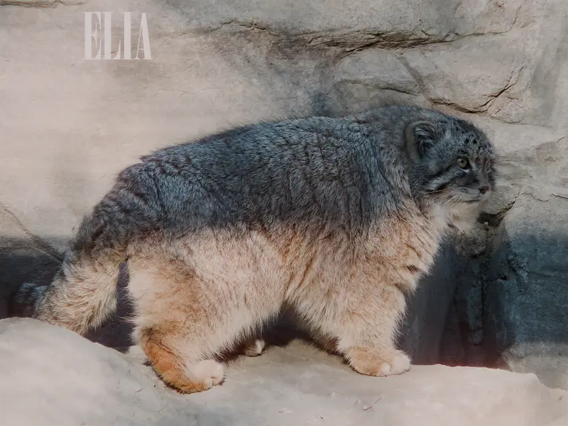 カルガリー動物園 / ワイルダー研究所のオラフの写真