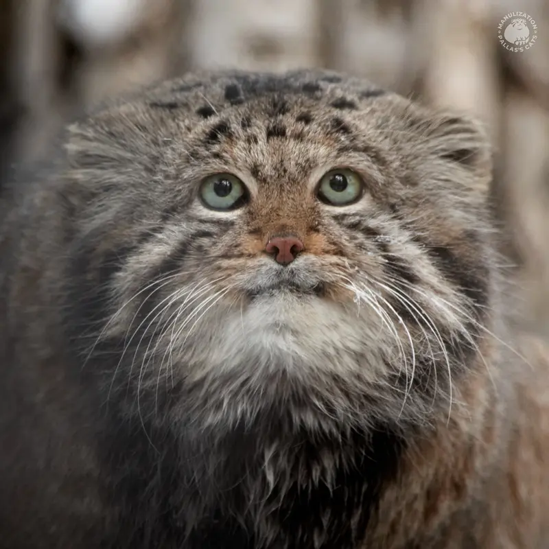 ノヴォシビルスク動物園のカラガンダの写真