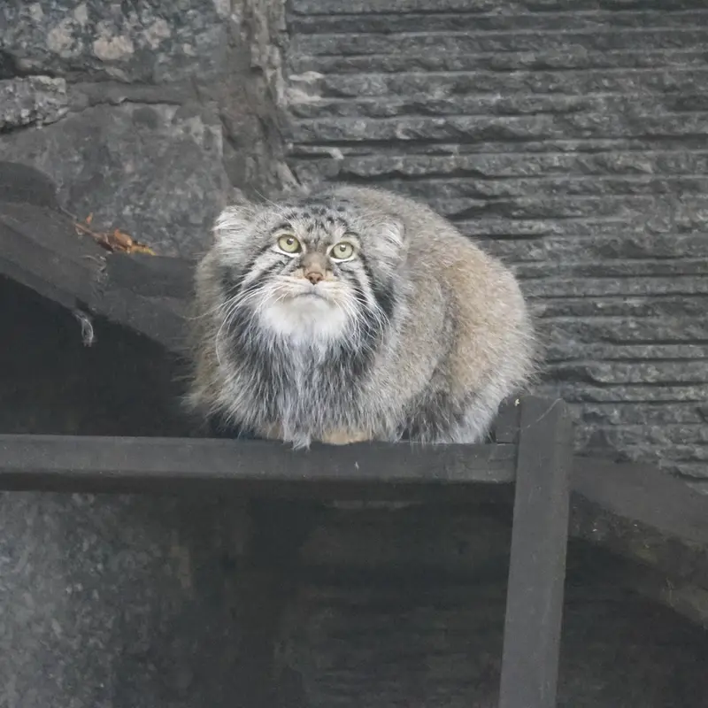 モスクワ動物園のティモフェイの写真