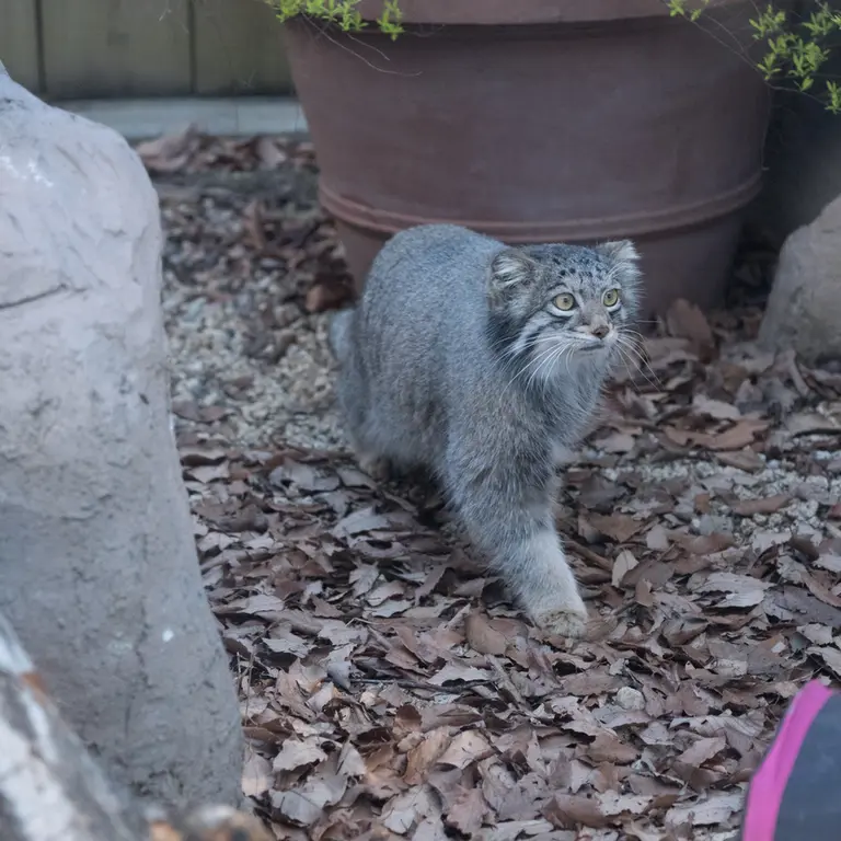 埼玉県こども動物自然公園のオトの写真