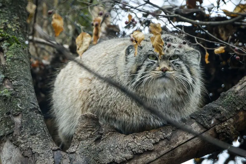 セゲド動物園のエルデネ Ⅳ の息子(2016年生まれ)の写真