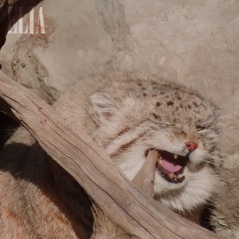 カルガリー動物園 / ワイルダー研究所のオラフの写真