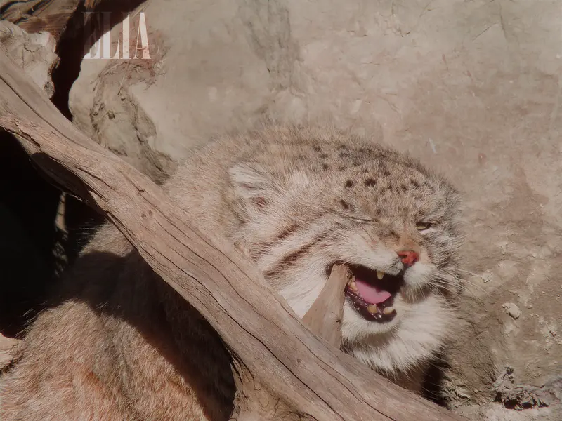 カルガリー動物園 / ワイルダー研究所のオラフの写真