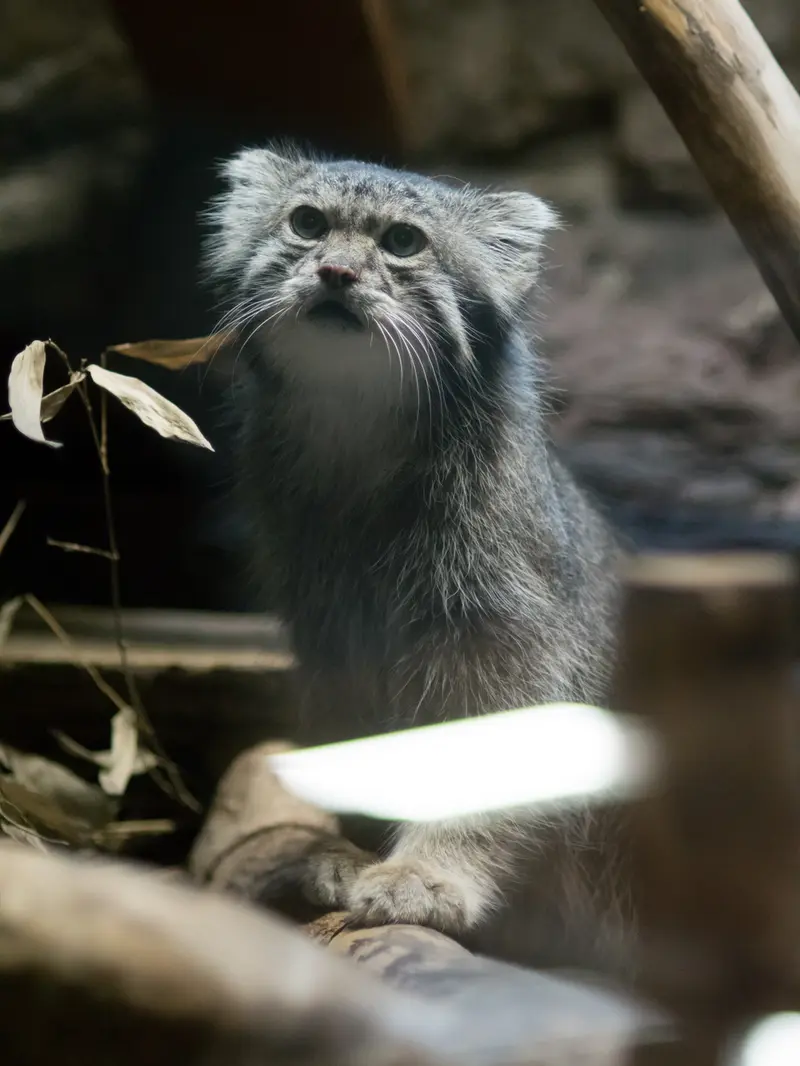恩賜上野動物園のクリョンの写真