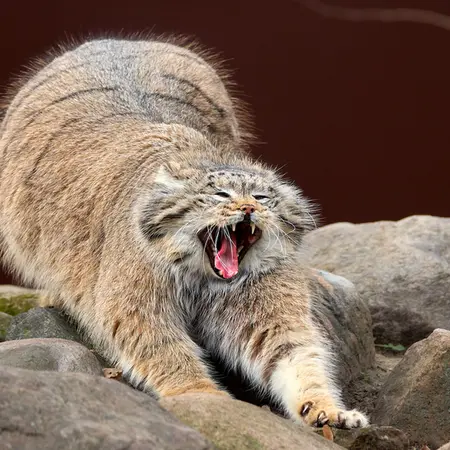 ポズナン新動物園のマニアの写真