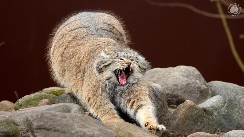 ポズナン新動物園のマニアの写真