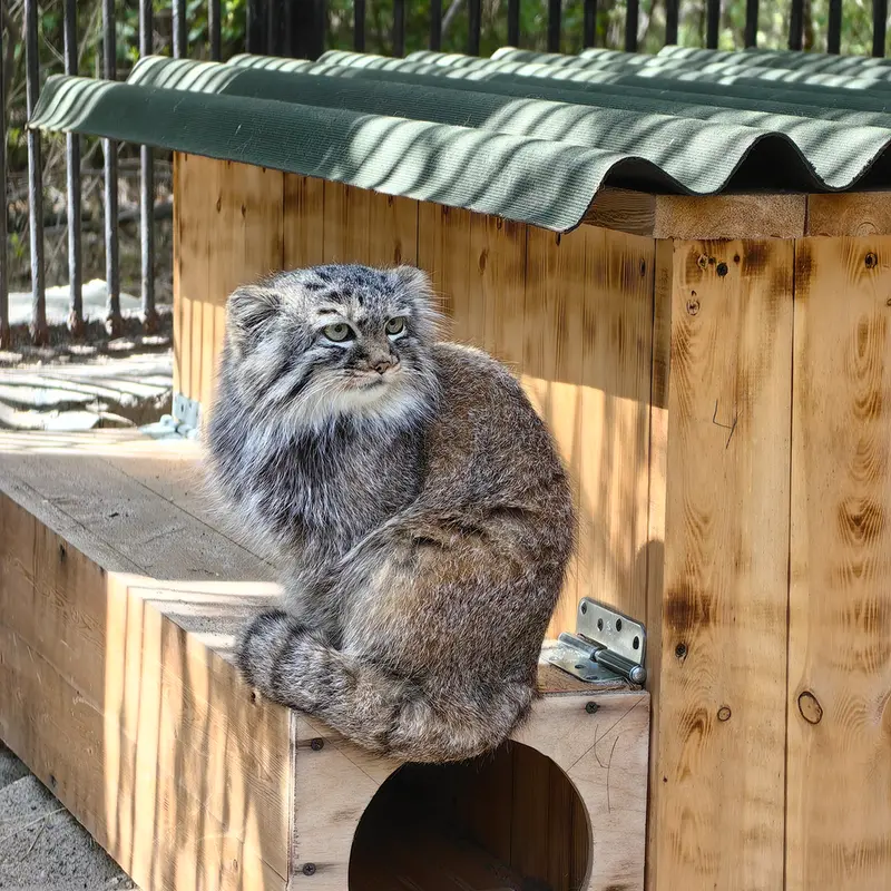 ノヴォシビルスク動物園のガビの写真
