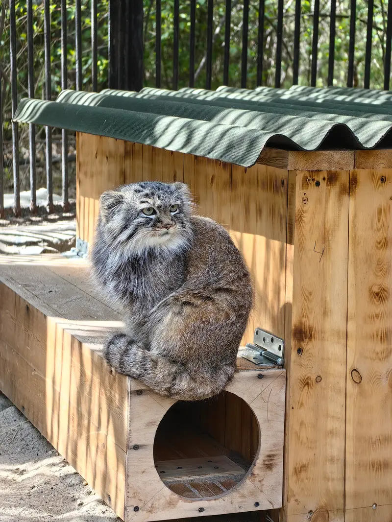 ノヴォシビルスク動物園のガビの写真