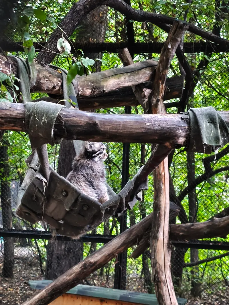 ノヴォシビルスク動物園のマヌルネコの写真