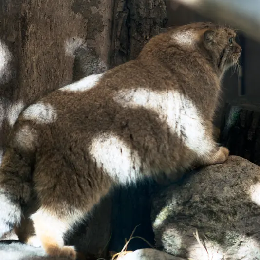 リトアニア動物園のメリッサの写真
