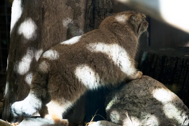 リトアニア動物園のメリッサの写真