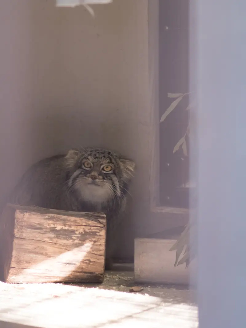 野毛山動物園のフィーガの写真