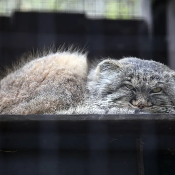 コシツェ動物園のアイセンの写真