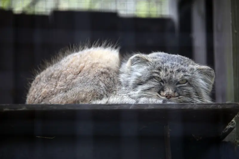 コシツェ動物園のアイセンの写真