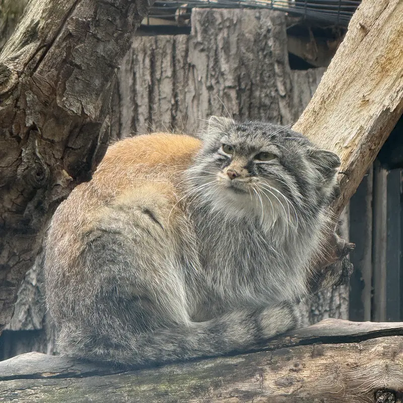 レッドリバー動物園のミーラの写真