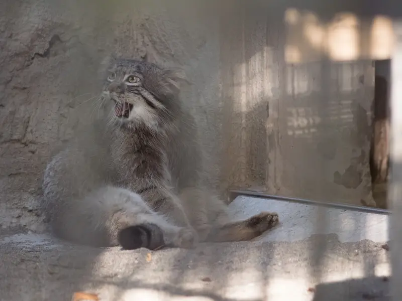 野毛山動物園のフィーガの写真