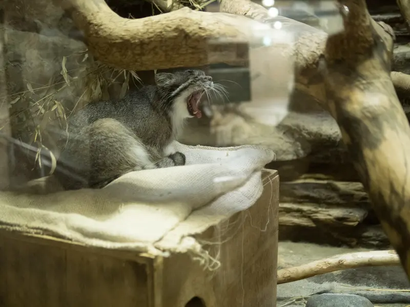 恩賜上野動物園のクリョンの写真