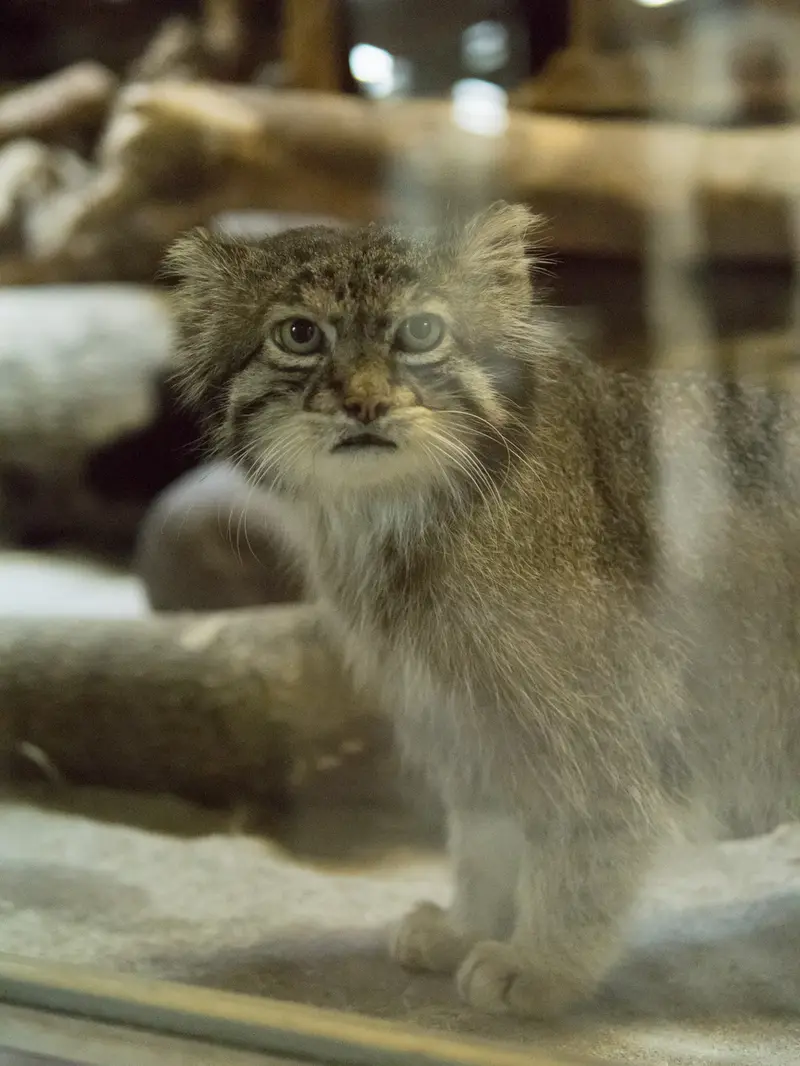 恩賜上野動物園のクリョンの写真