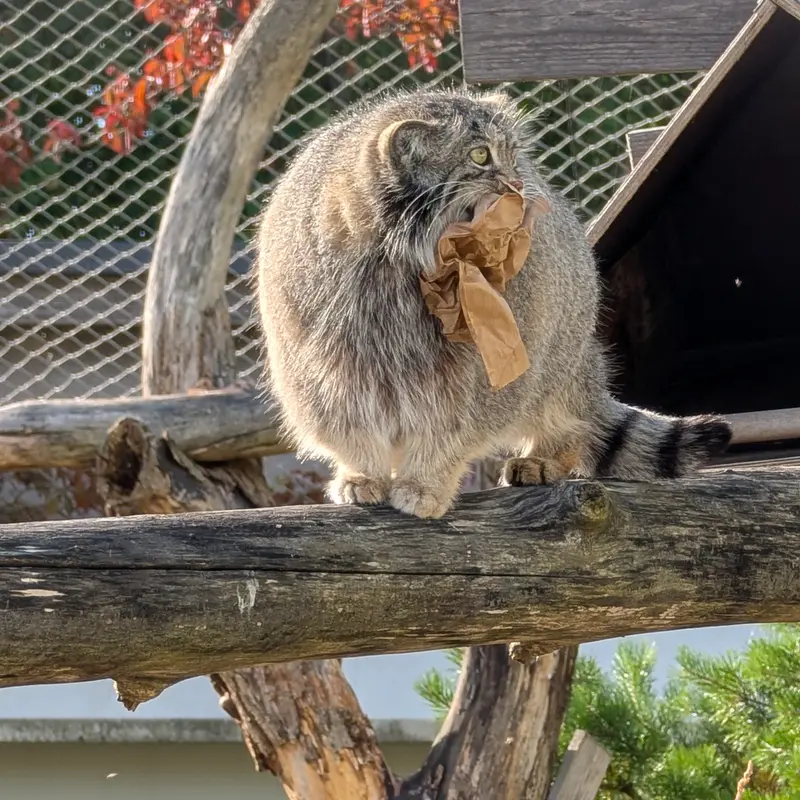 コルケアサーリ動物園のミミの写真
