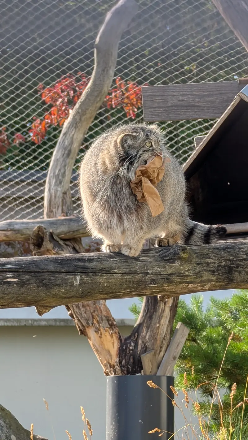 コルケアサーリ動物園のミミの写真