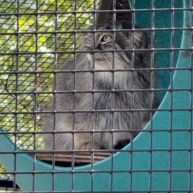ニアイビ動物園のイーヴィーの写真
