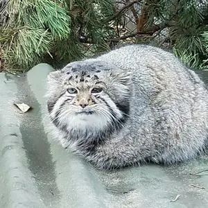 ノヴォシビルスク動物園のカラガンダの写真