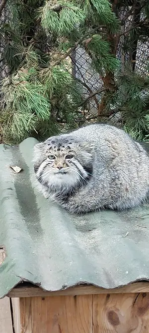 ノヴォシビルスク動物園のカラガンダの写真