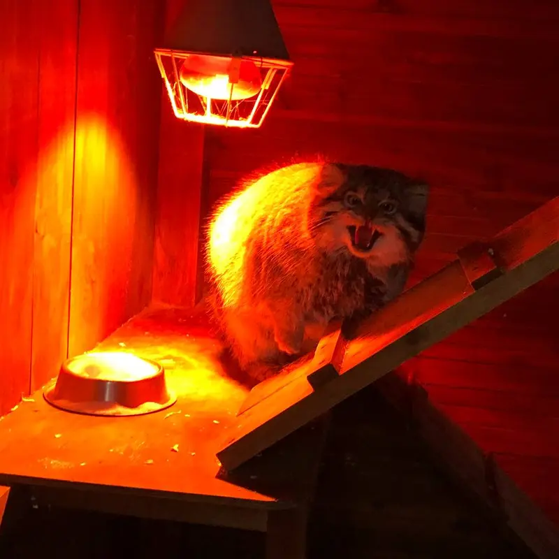 イジェフスク動物園（ウドムルト動物園）のアルタイの写真