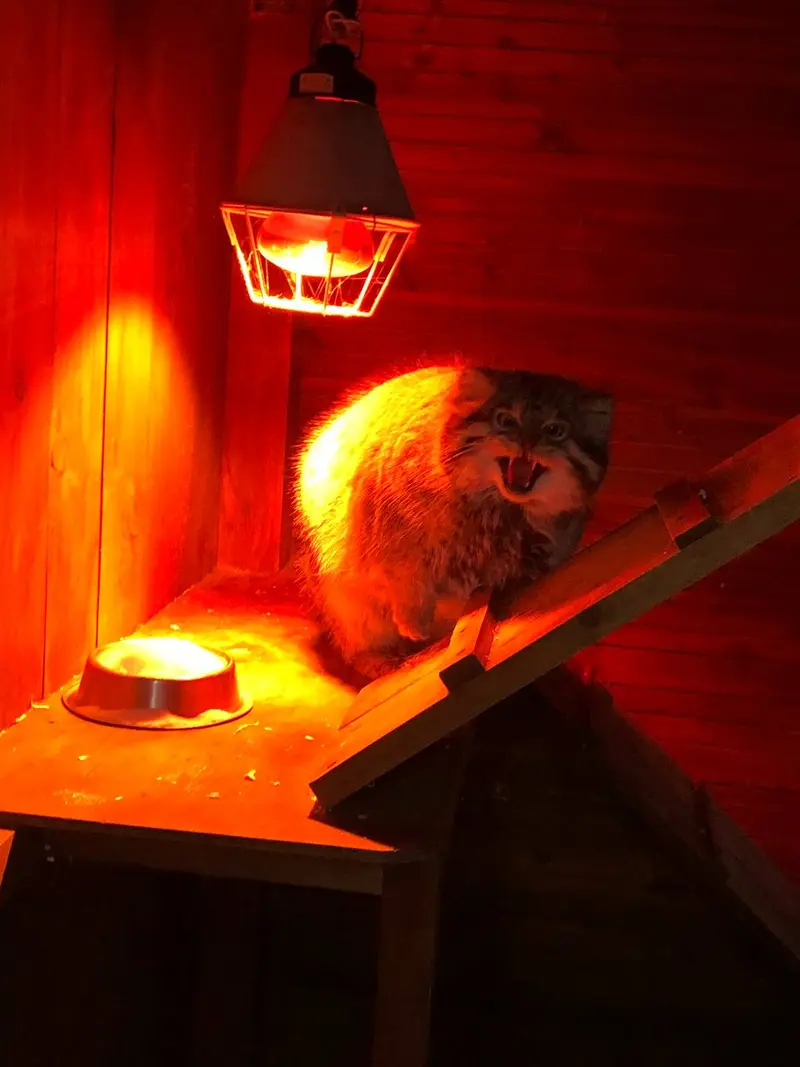 イジェフスク動物園（ウドムルト動物園）のアルタイの写真