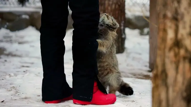 Novosibirsk Zooのスネジンカの動画
