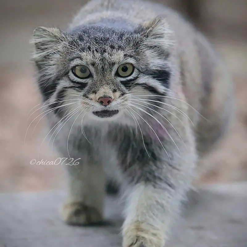 埼玉県こども動物自然公園のオトの写真