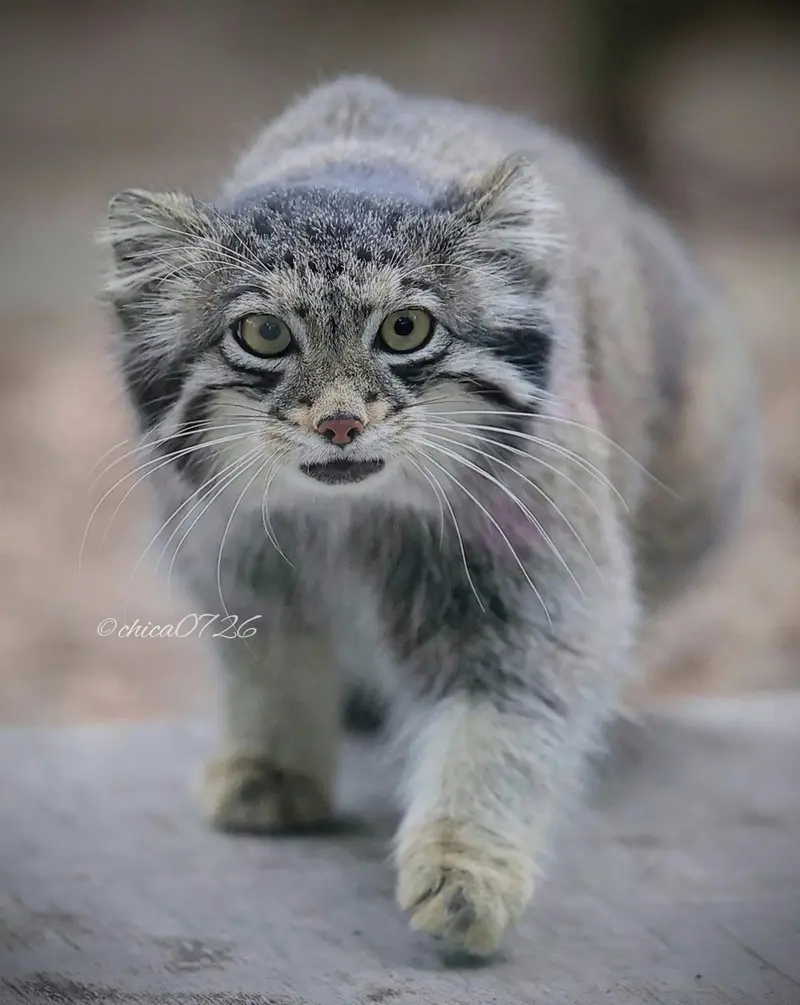 埼玉県こども動物自然公園のオトの写真