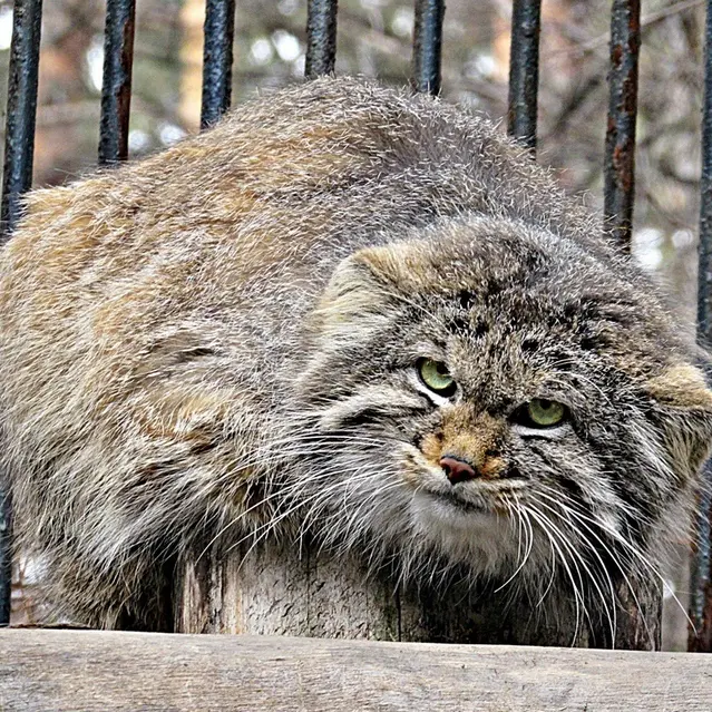 ノヴォシビルスク動物園のマヌルネコの写真