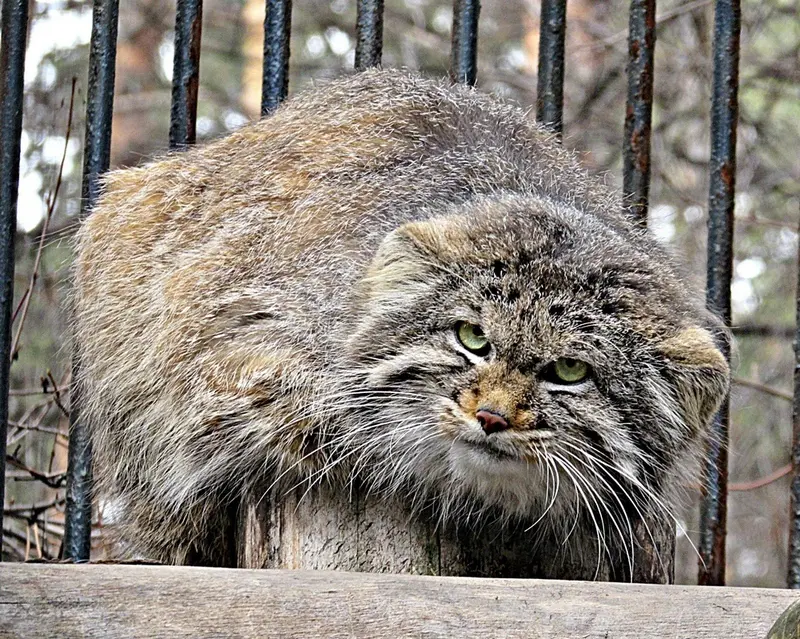 ノヴォシビルスク動物園のマヌルネコの写真