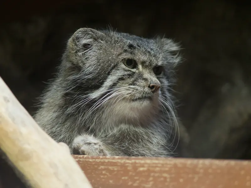 恩賜上野動物園のクリョンの写真