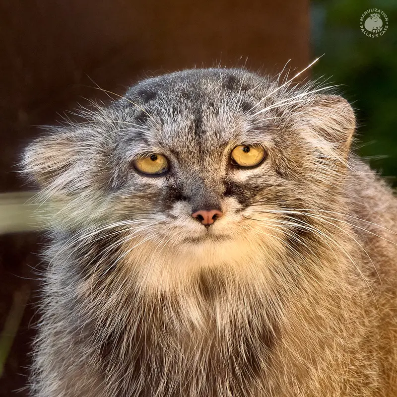 プラハ動物園のプリンセッサの写真