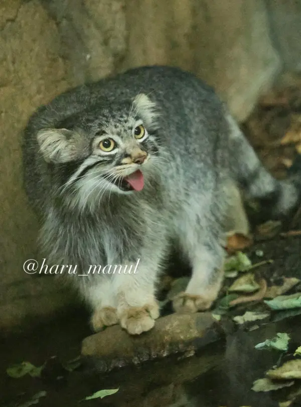 那須どうぶつ王国のアブリコースの写真