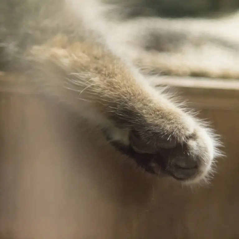 恩賜上野動物園のクリョンの写真